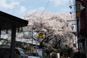 井の頭公園駅降りてすぐの桜の木