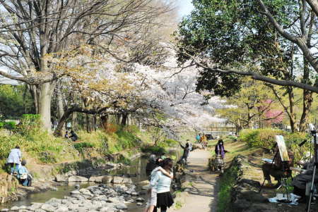 井の頭公園神田川小道の桜