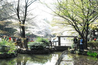 井の頭公園ひょうたん橋からの桜