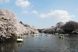 井の頭公園。七井橋からの桜