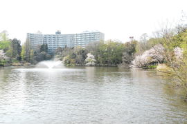 井の頭公園、七井橋から西を見る桜