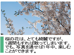 井の頭公園の桜を１年中見れるホームページ